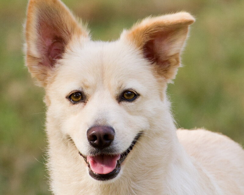 White Dog with Brown Ears — Calm, Afternoon
