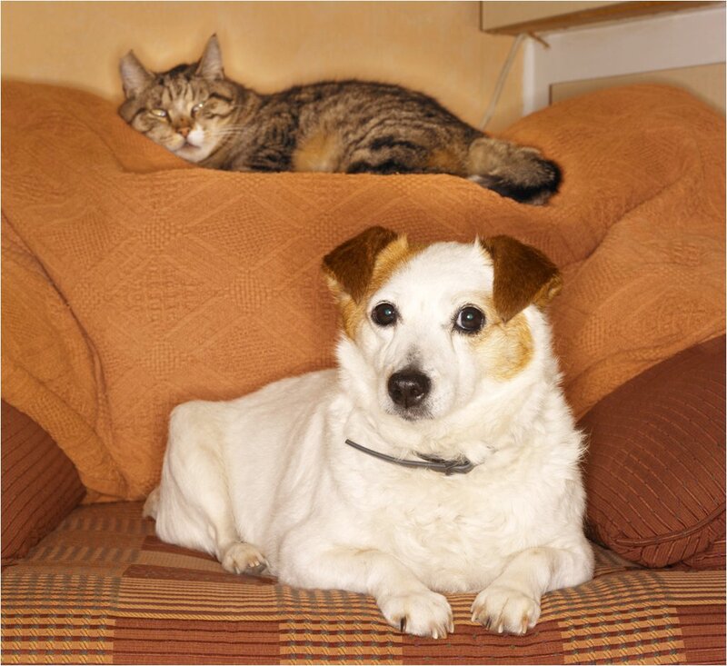 White Dog with Brown Ears — Calm, Photograph