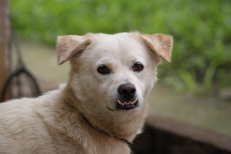 White Dog with Brown Ears — Calm