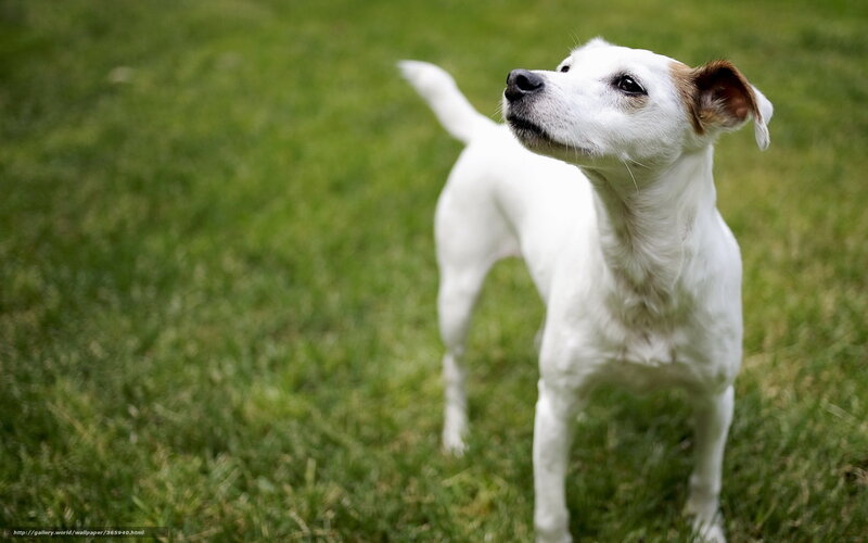 White Dog with Brown Ears — Green