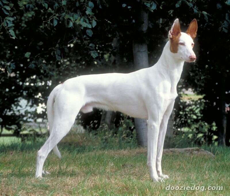 white dog with brown ears