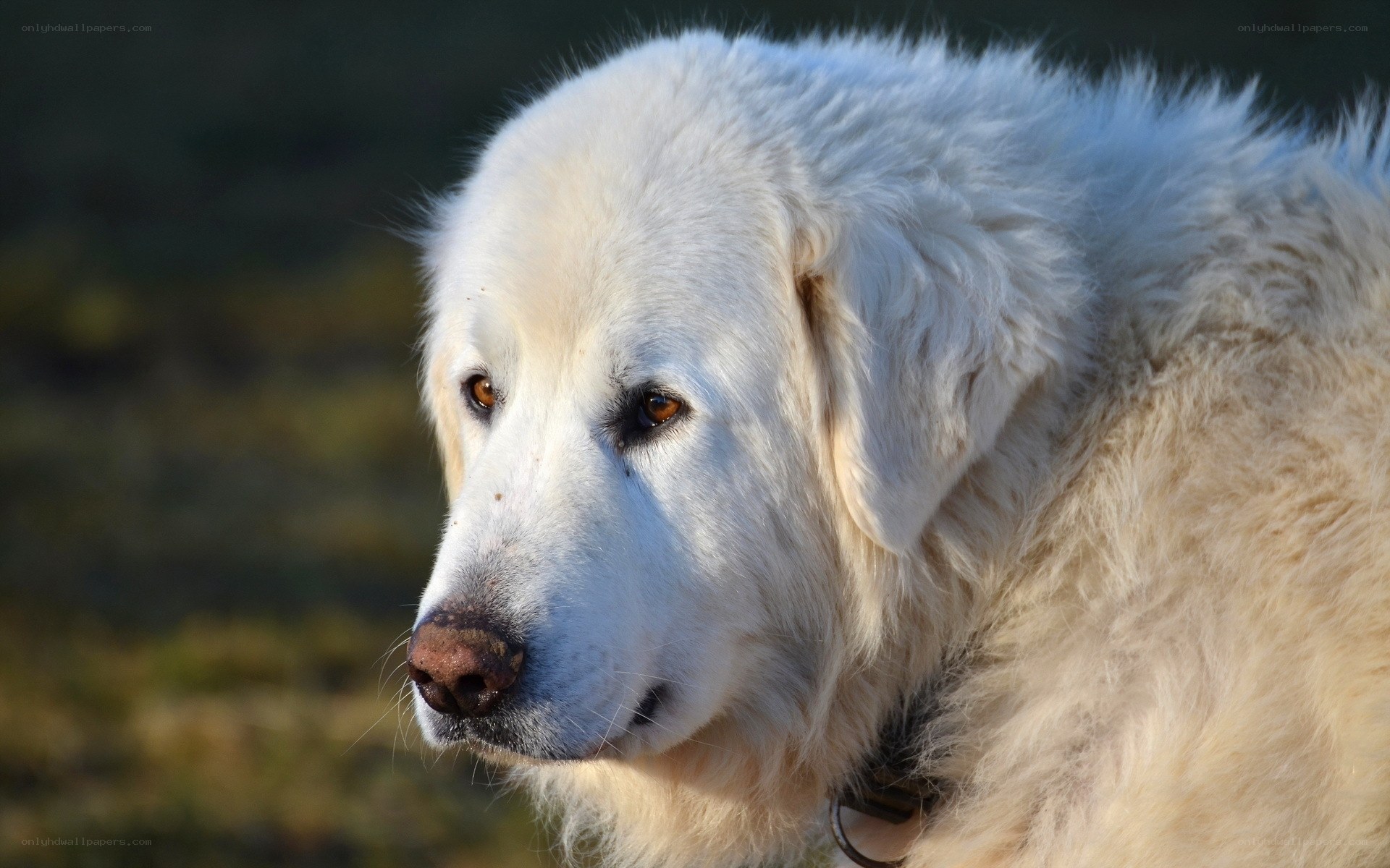 white dog with brown eyes