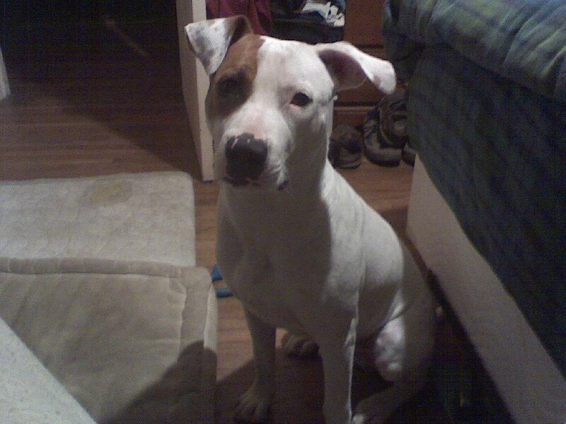 white dog with brown patch