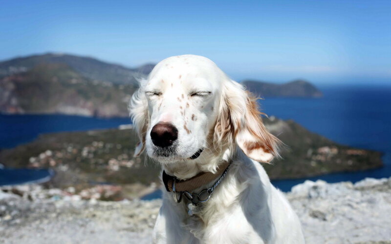 White Dog with Brown Spots — Serene