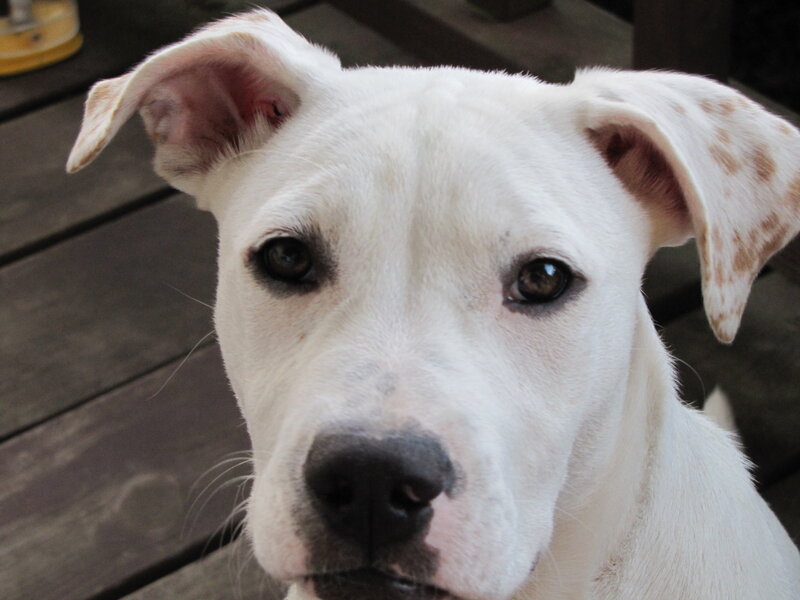 White Dog with Brown Spots