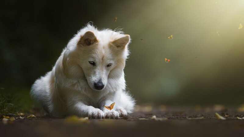White Dog with Butterfly