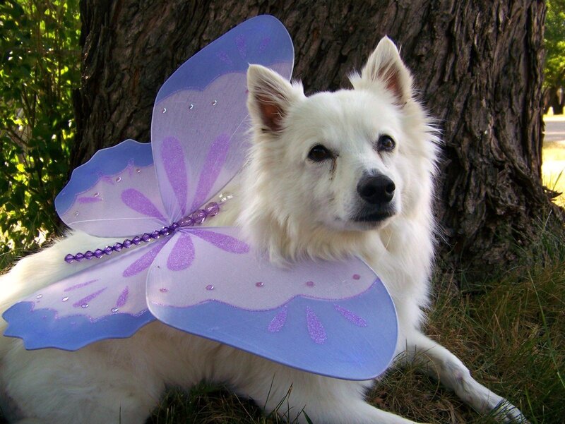 White Dog with Butterfly Wings