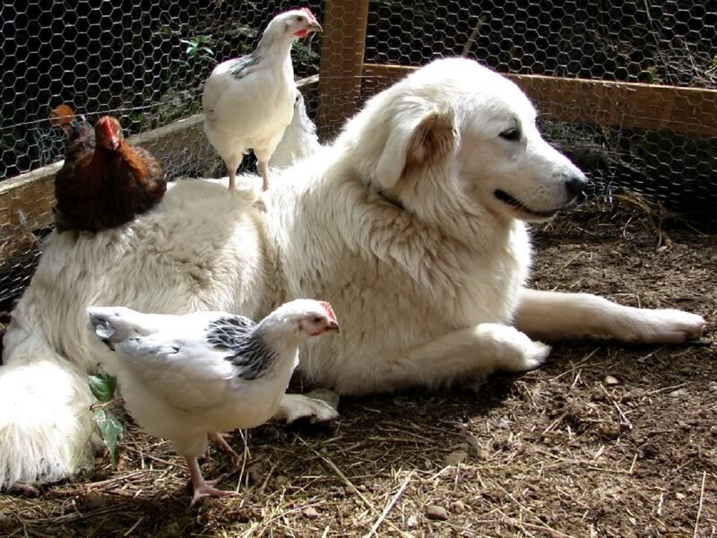 White Dog with Chickens