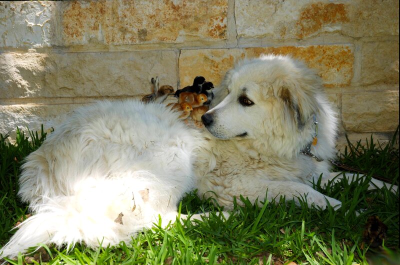 White Dog with Chicks