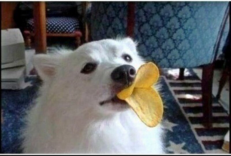 White Dog with Chip