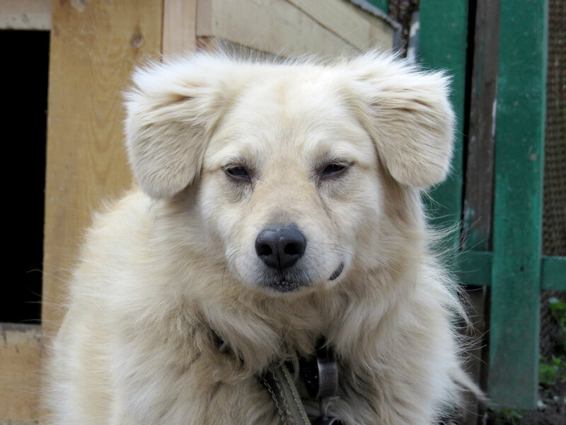 White Dog with Collar — Calm