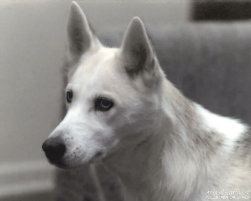 White Dog with Dark Eyes