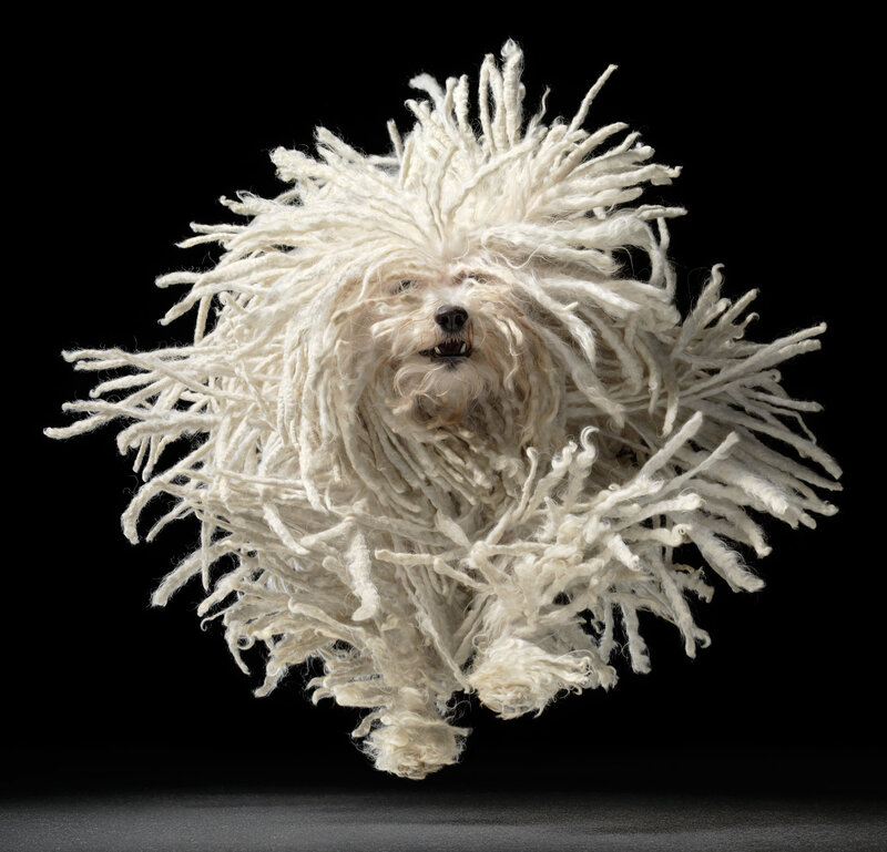 white dog with dreadlock-like fur
