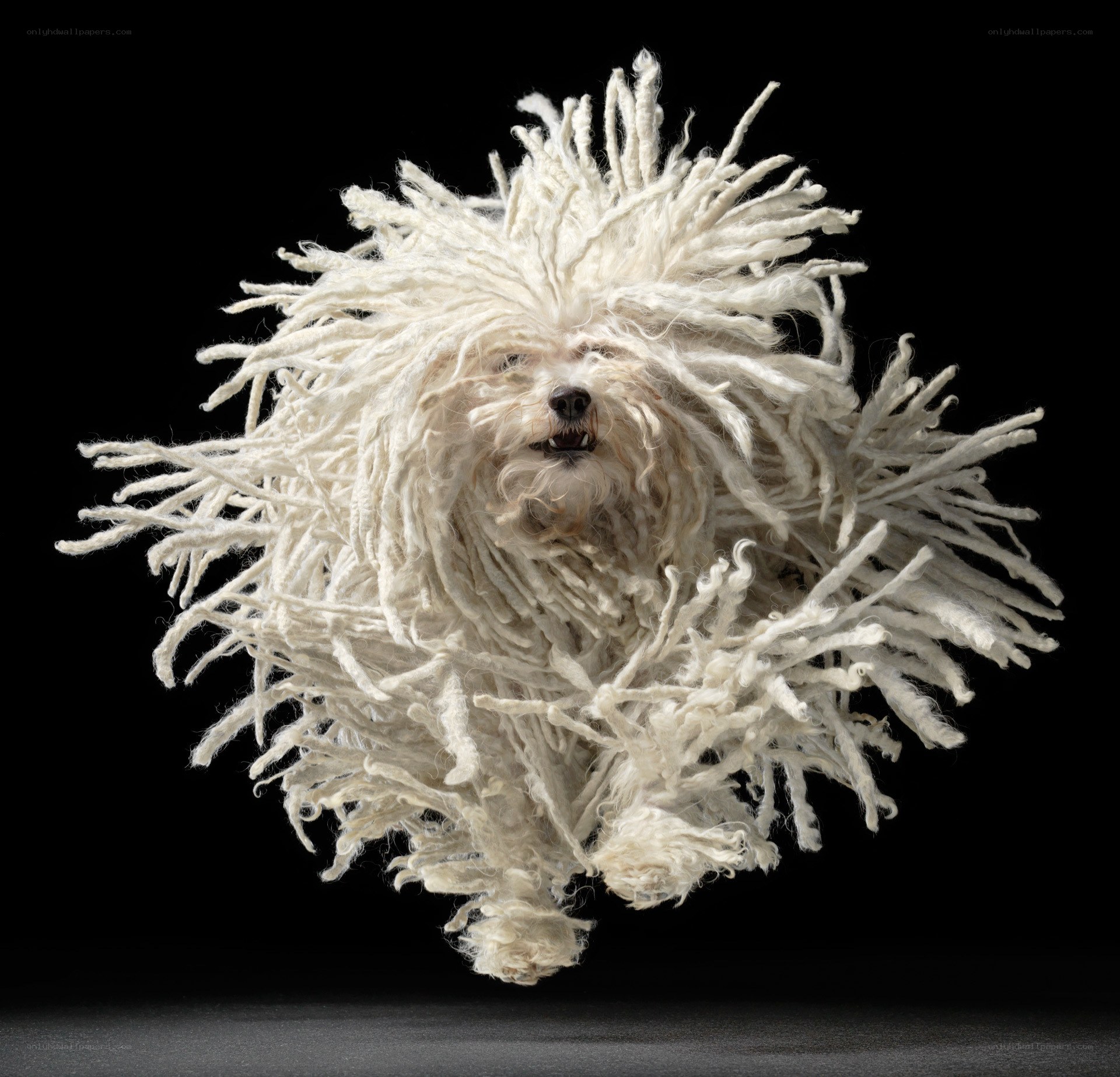 white dog with dreadlock-like fur