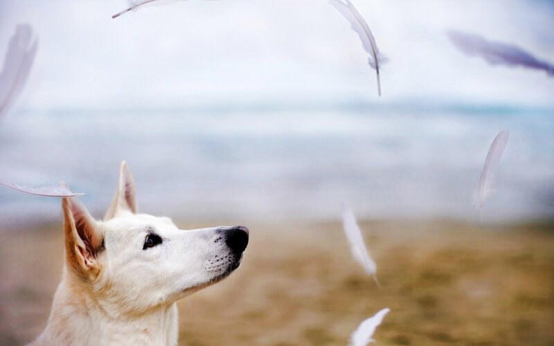 white dog with feathers