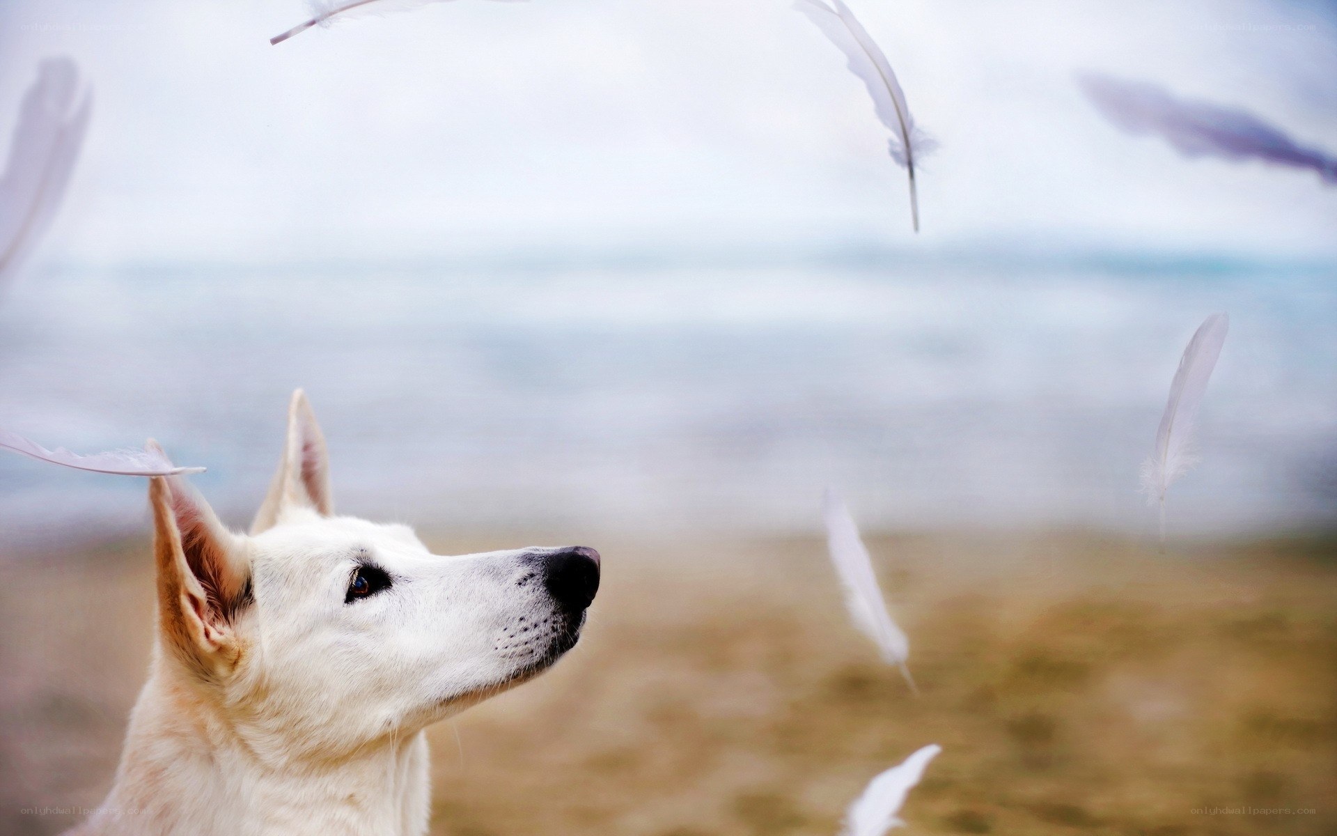 white dog with feathers