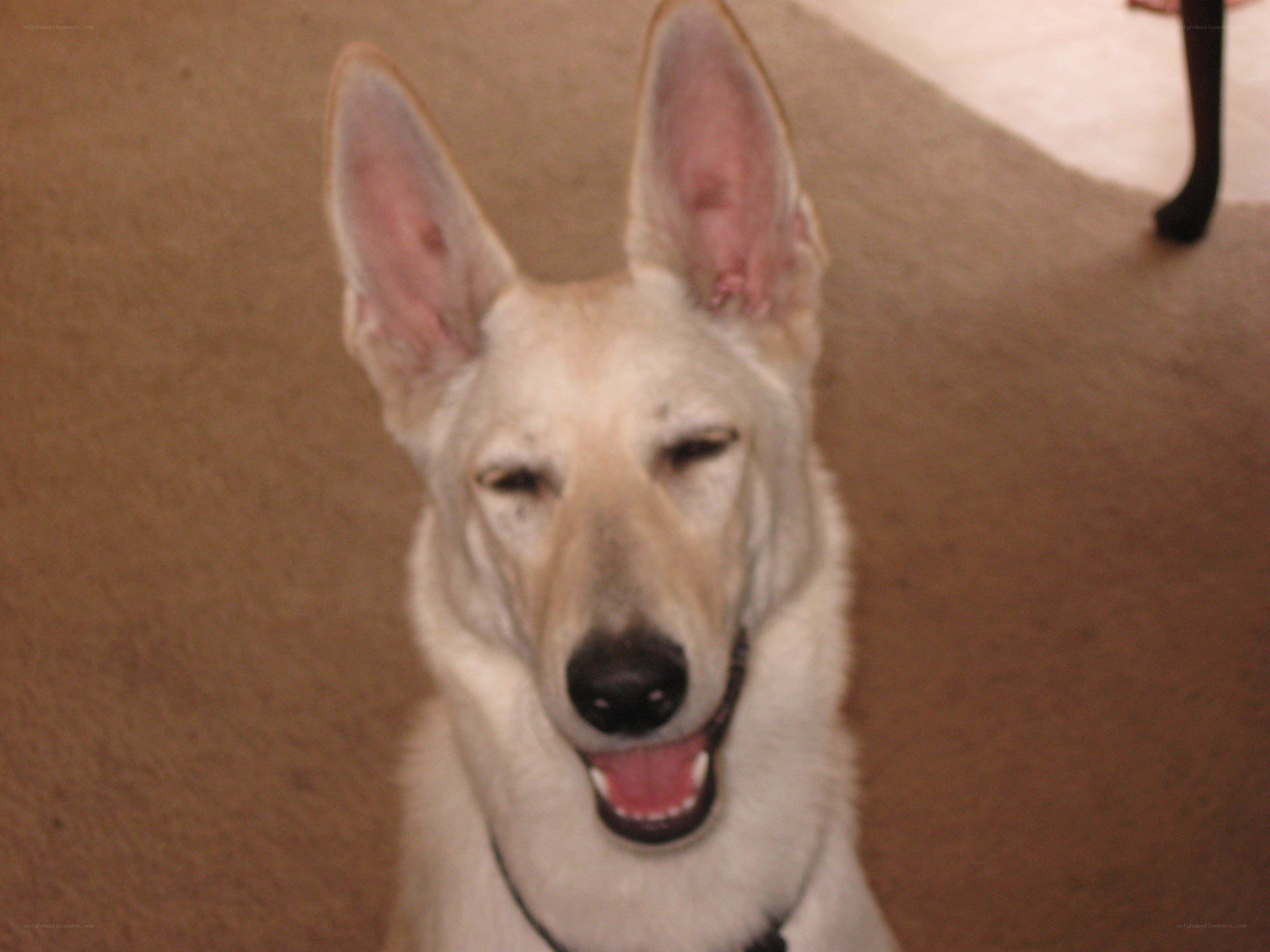 white dog with floppy ears