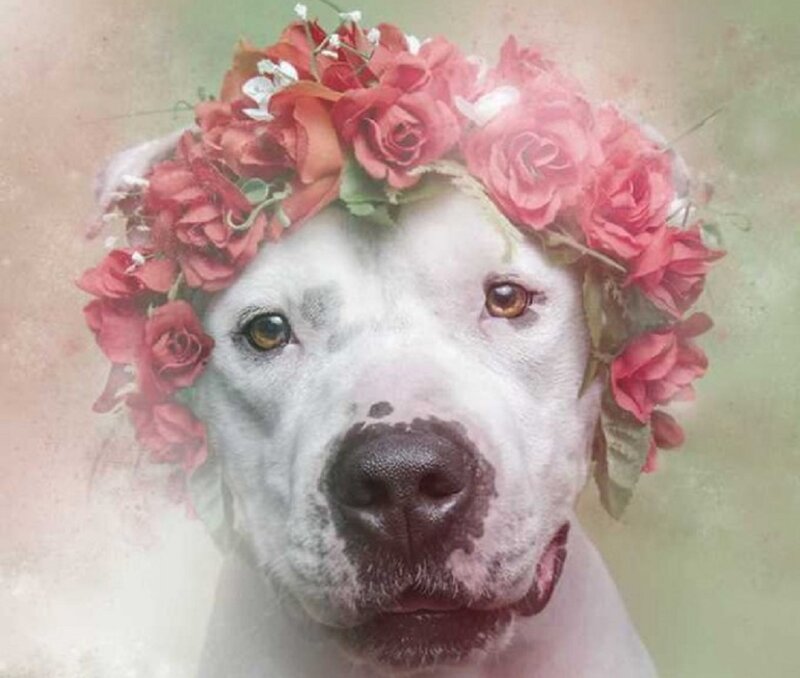 White Dog with Flower Crown — Serene