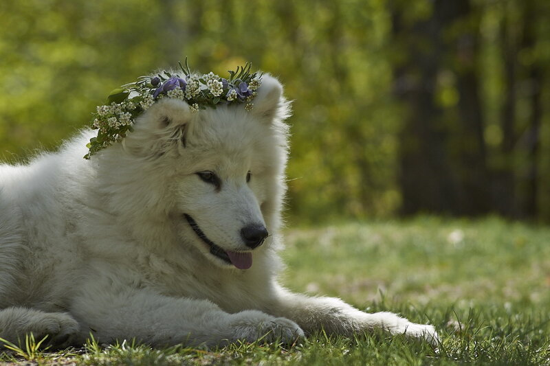White Dog with Flower Crown