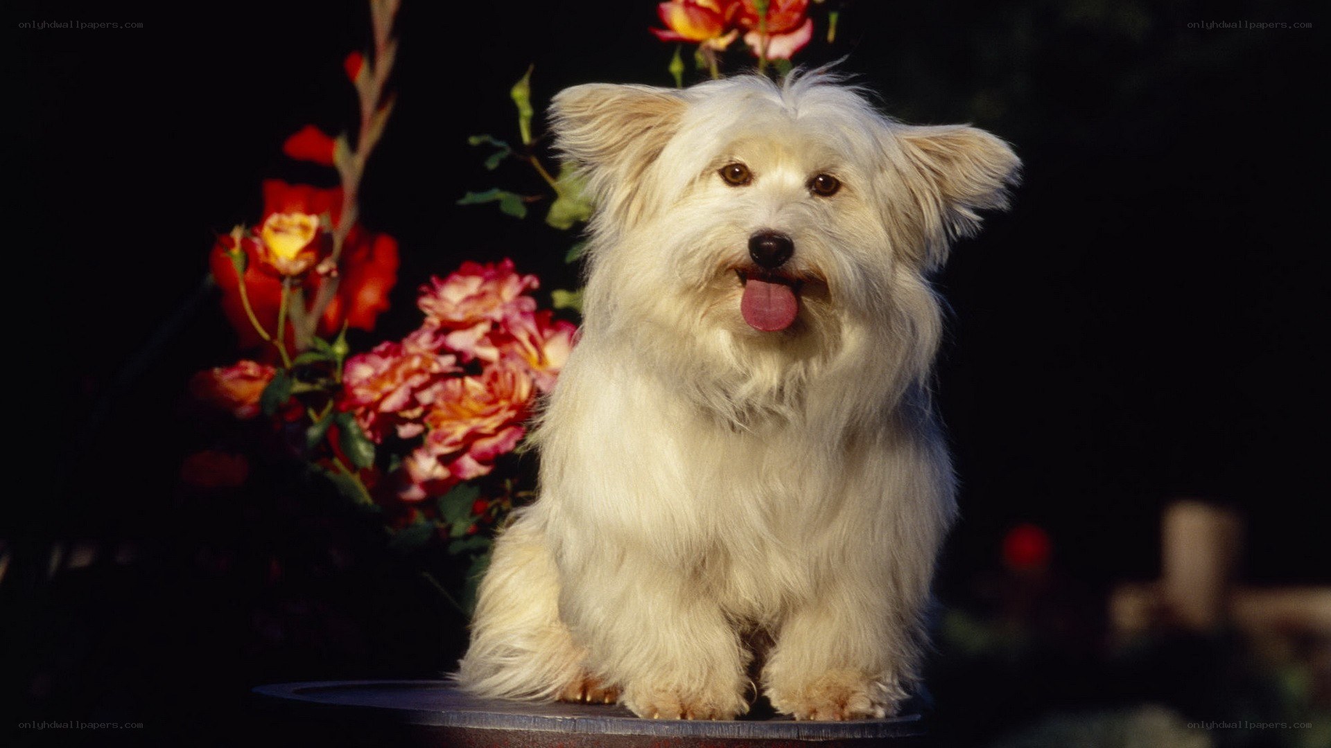 White dog with flowers