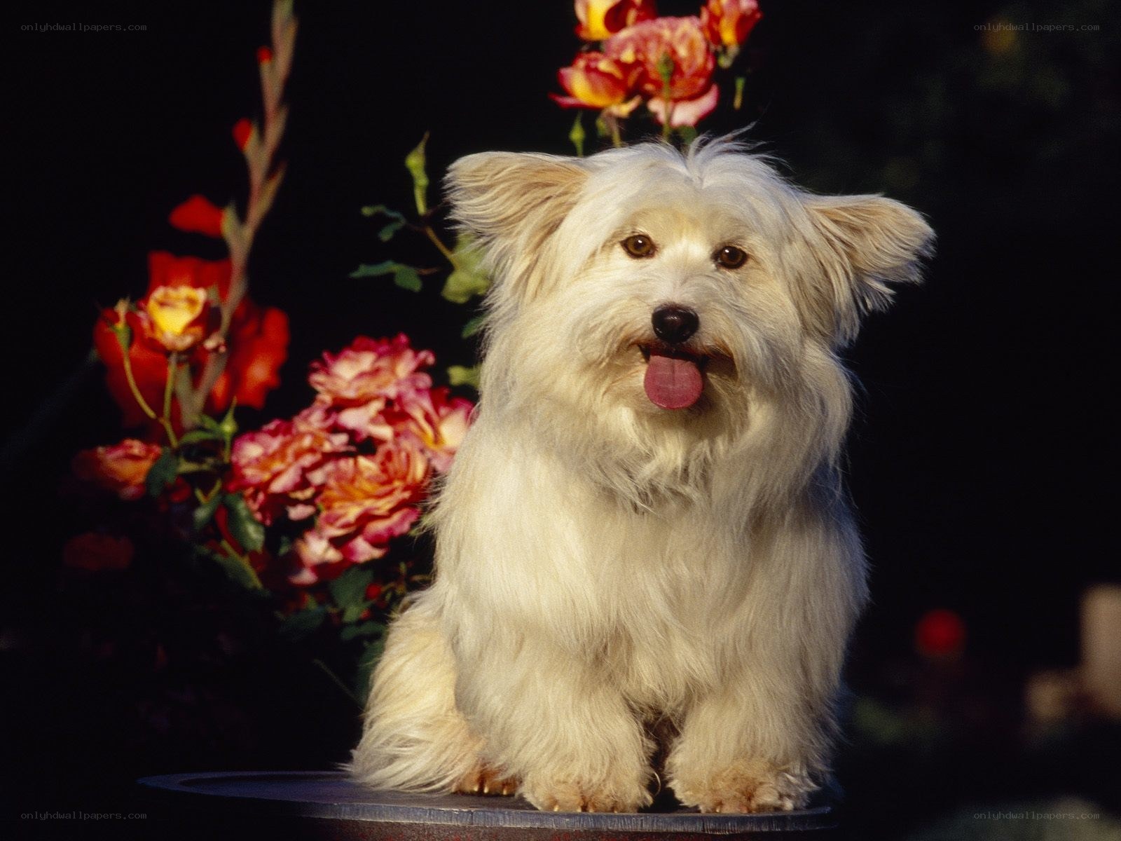 White dog with flowers