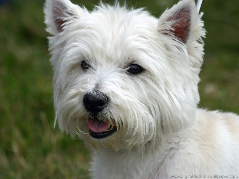 White Dog with Fluffy Fur