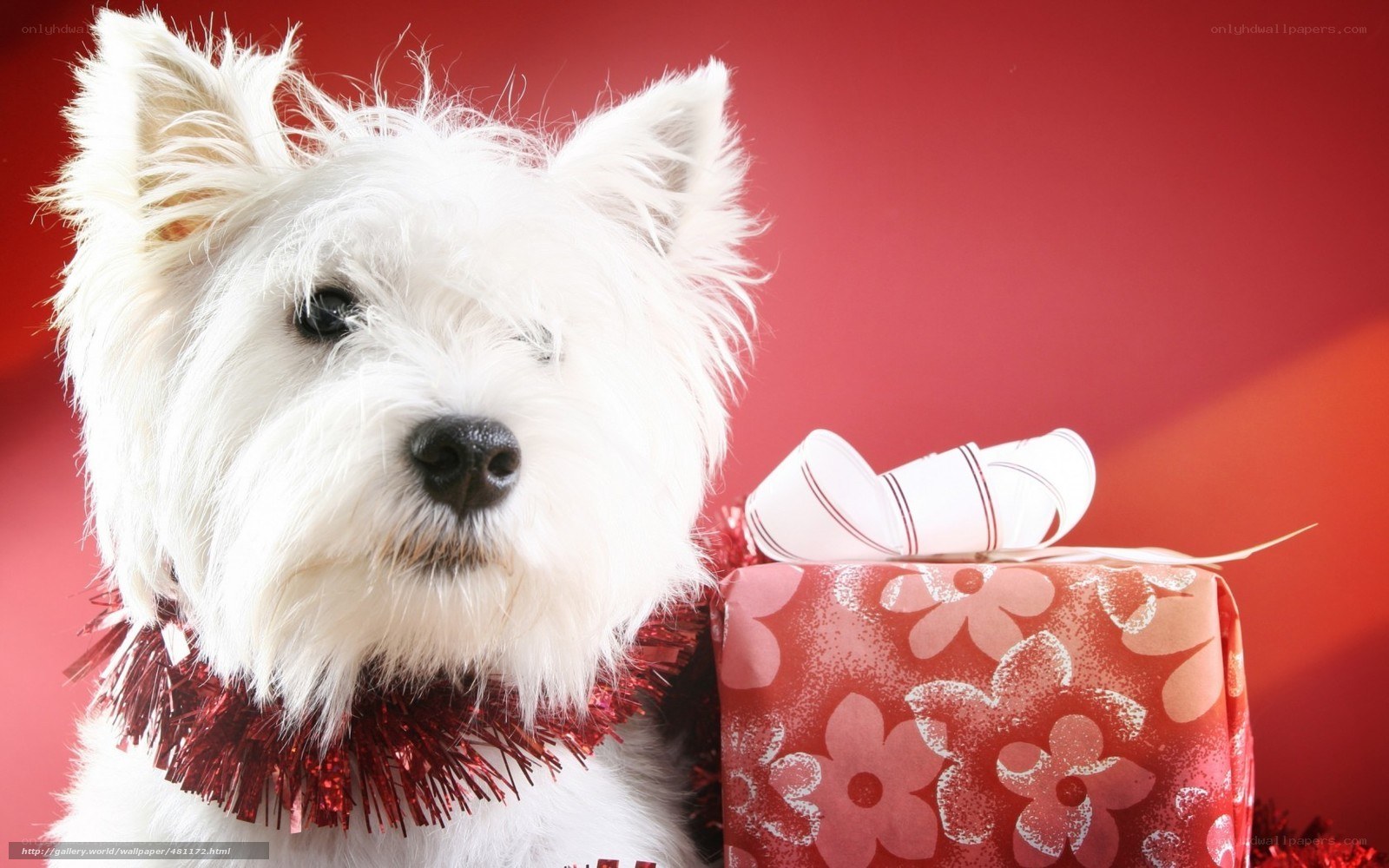 white dog with gift box