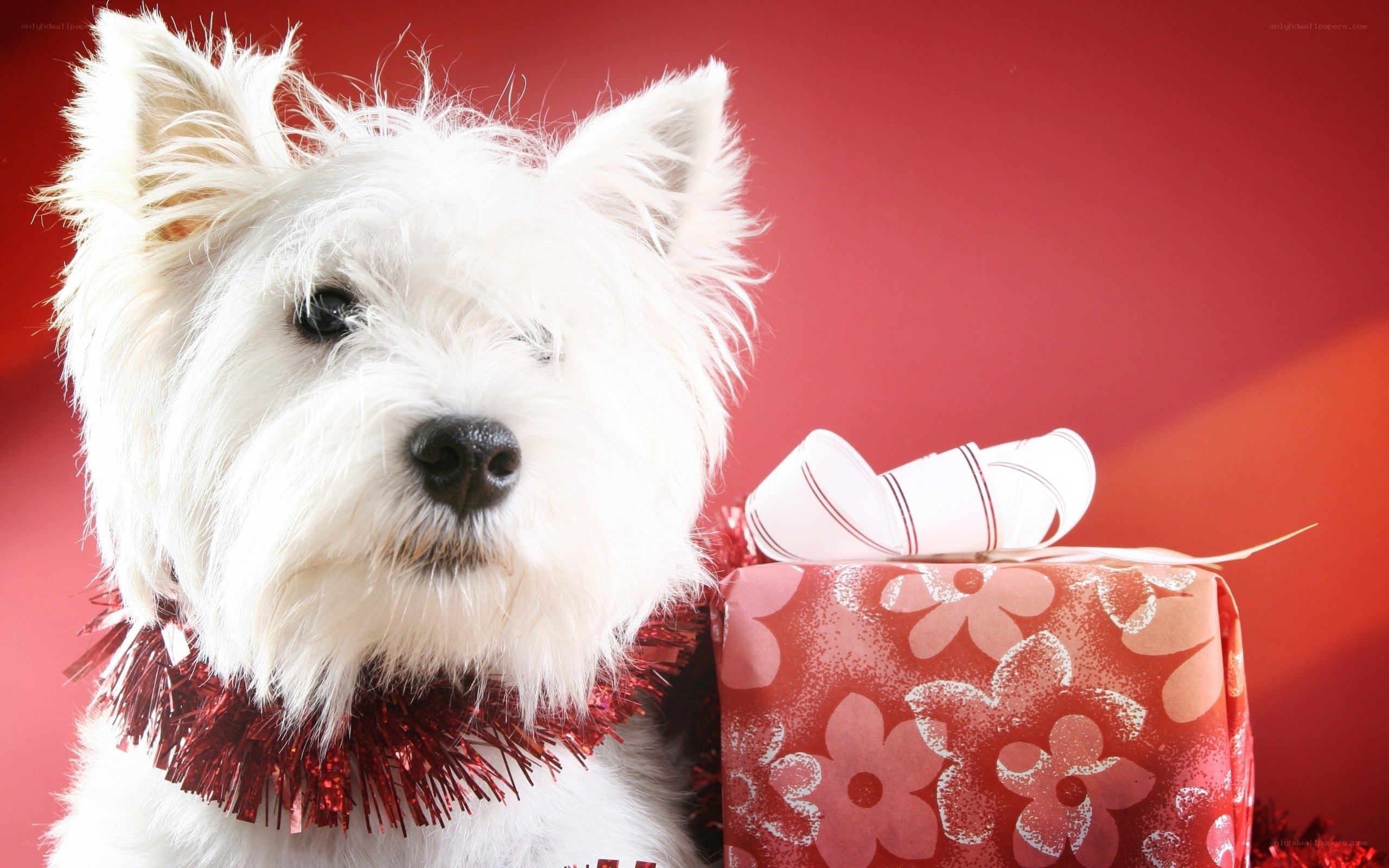 white dog with gift box
