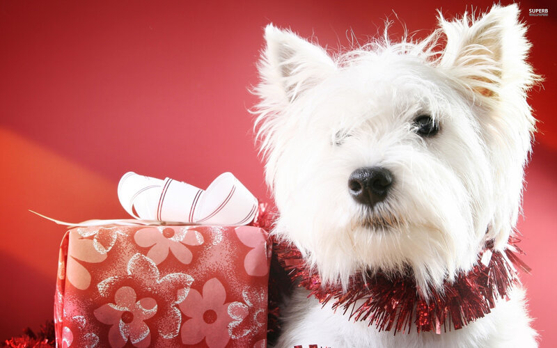 White Dog with Gift — Red, Festive, Photograph