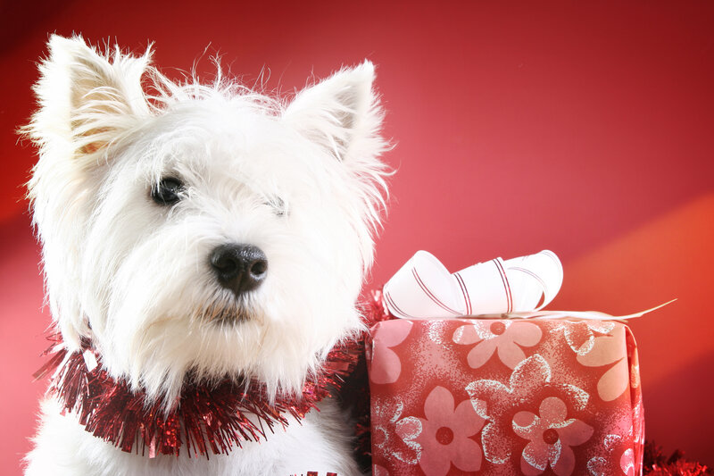 White Dog with Gift