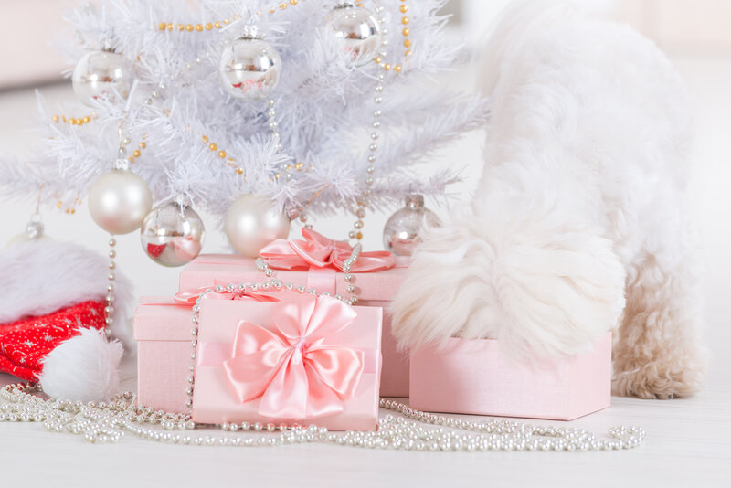 White Dog with Gifts — Festive
