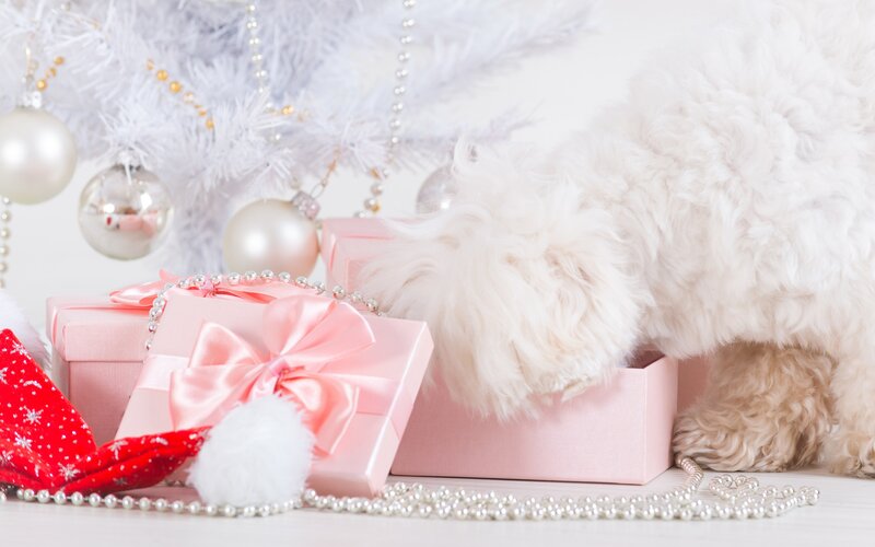 White Dog with Gifts — Pink