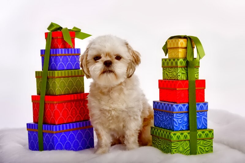 White Dog with Gifts