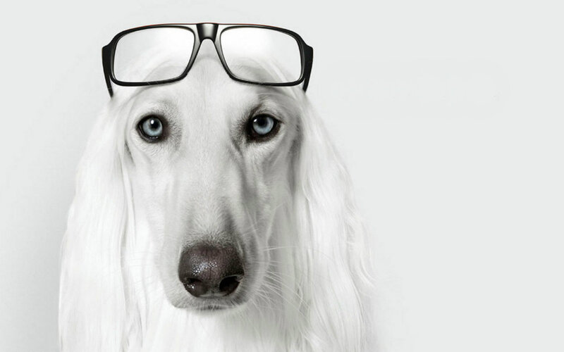 White Dog with Glasses