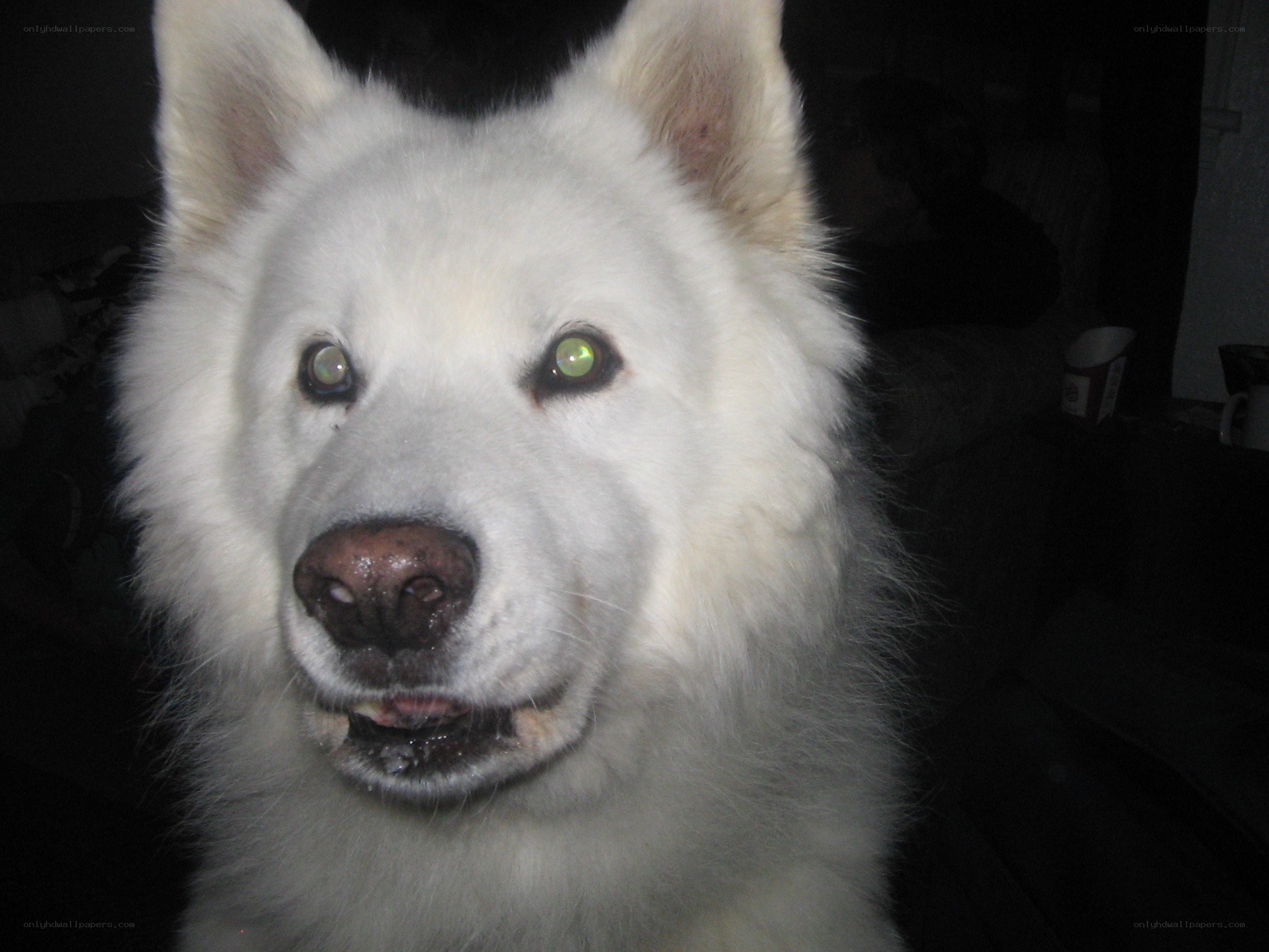 white dog with glowing eyes