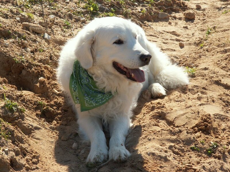 white dog with green bandana