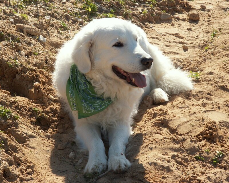 White dog with green bandana