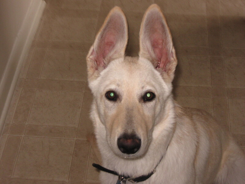 white dog with green eyes