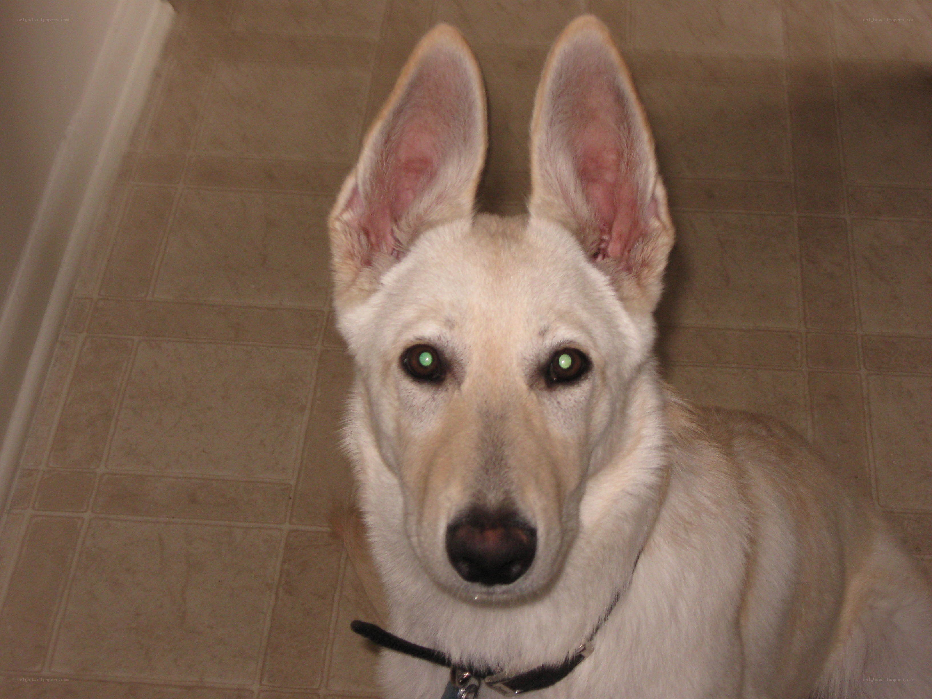 white dog with green eyes