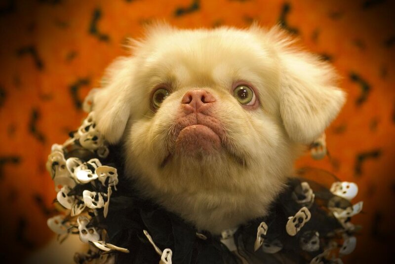 White Dog with Green Eyes — Festive