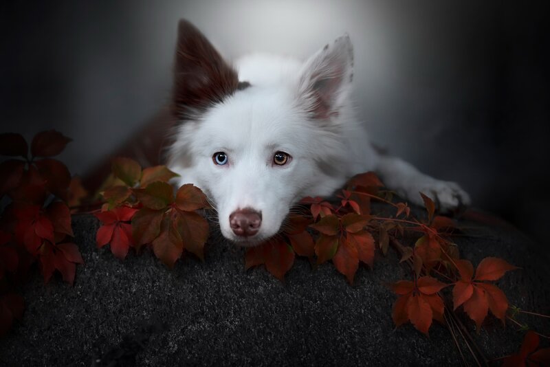 White Dog with Heterochromia — Dramatic