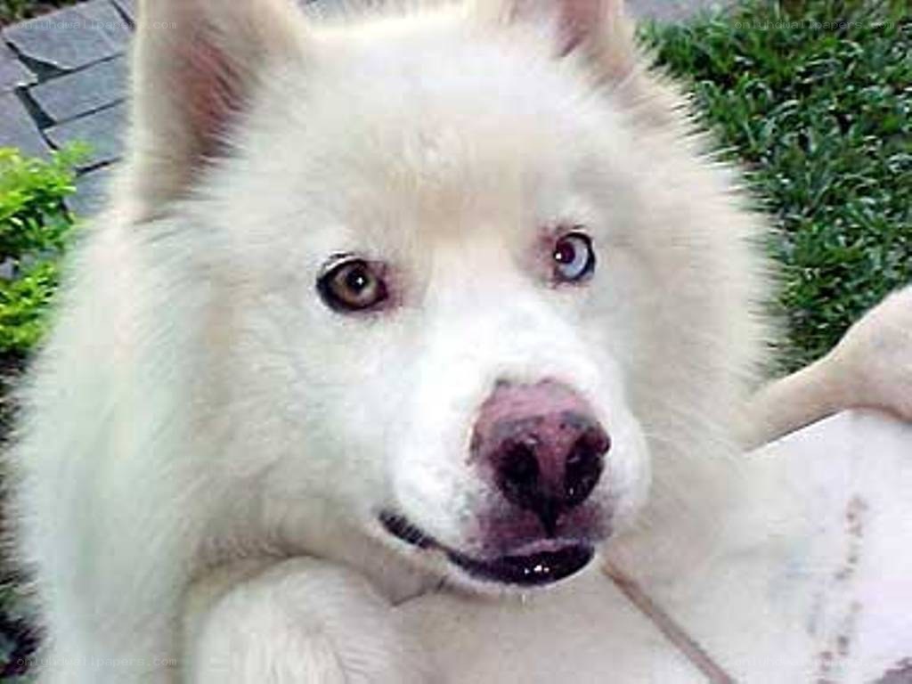 white dog with heterochromia