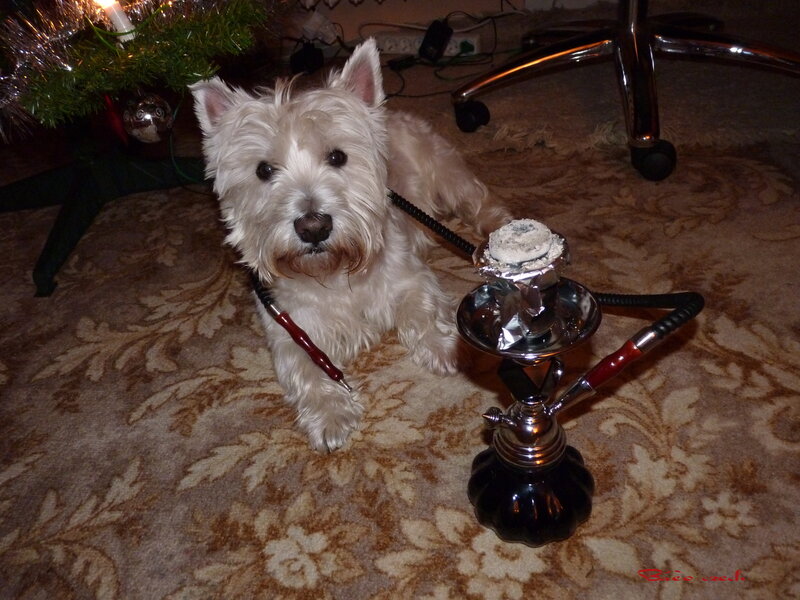 White Dog with Hookah