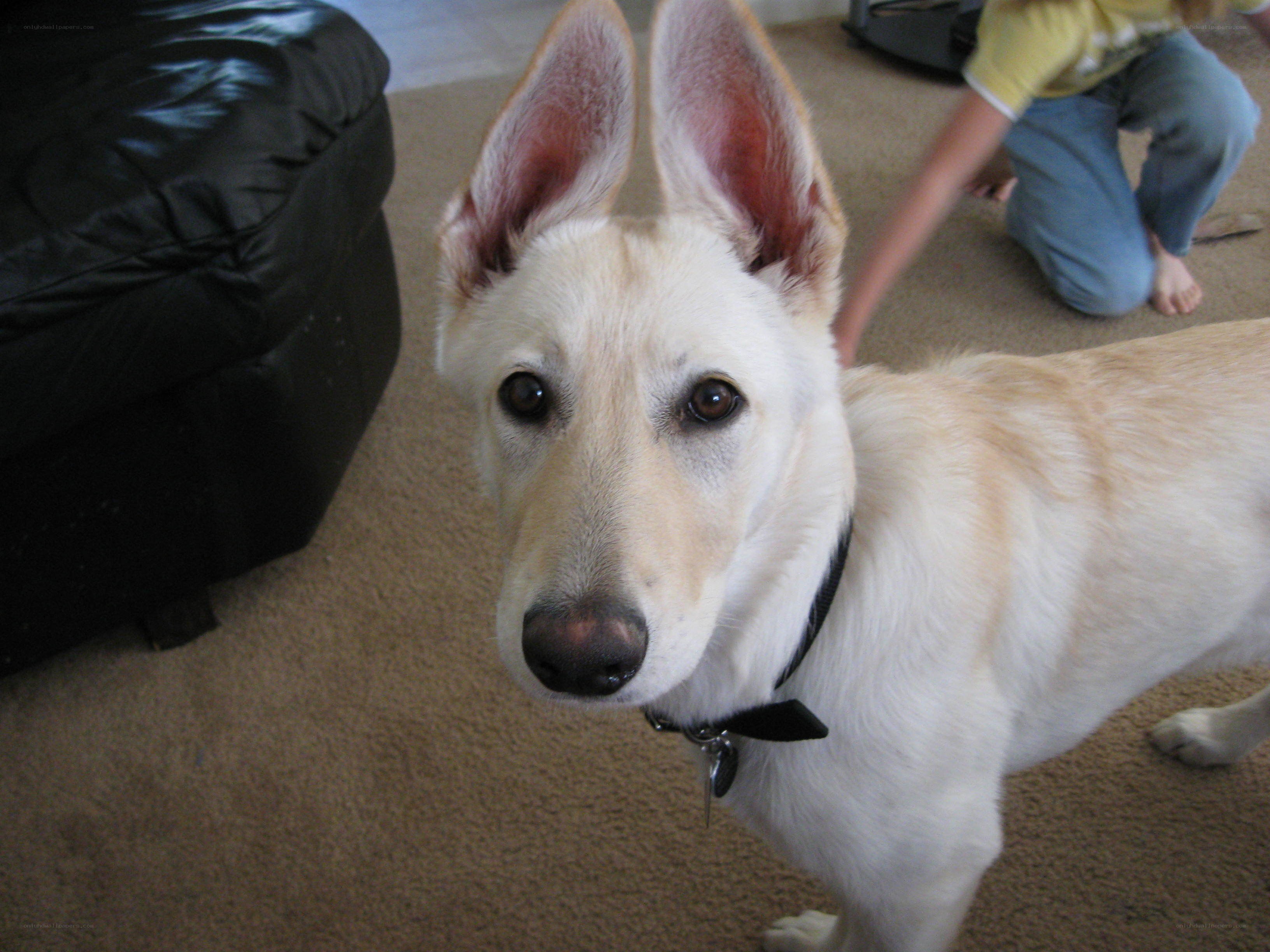 white dog with large ears
