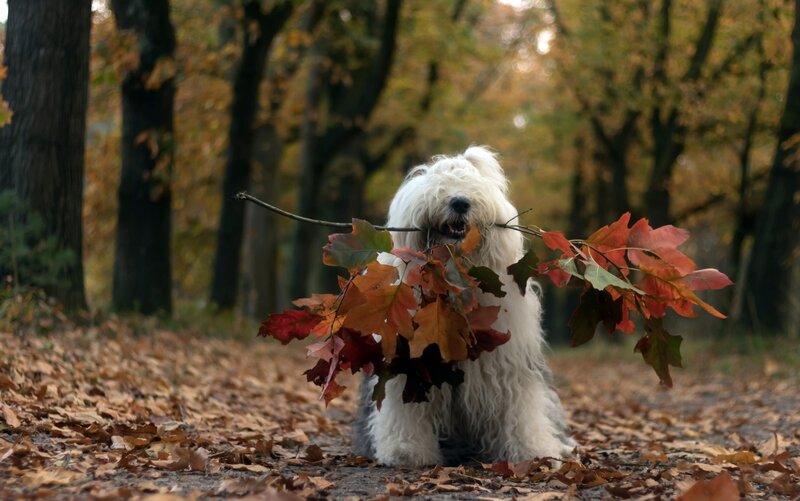 White Dog with Leaves