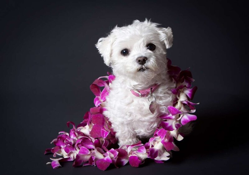 White Dog with Lei