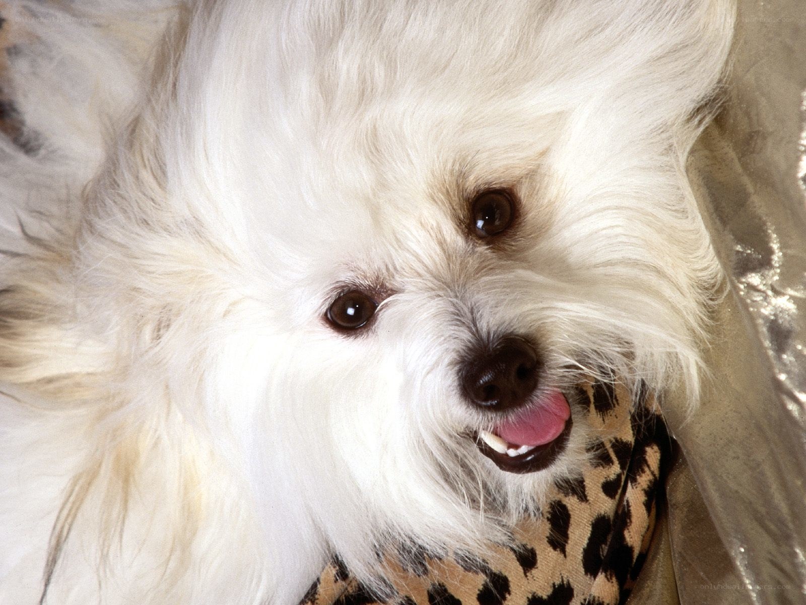white dog with leopard scarf