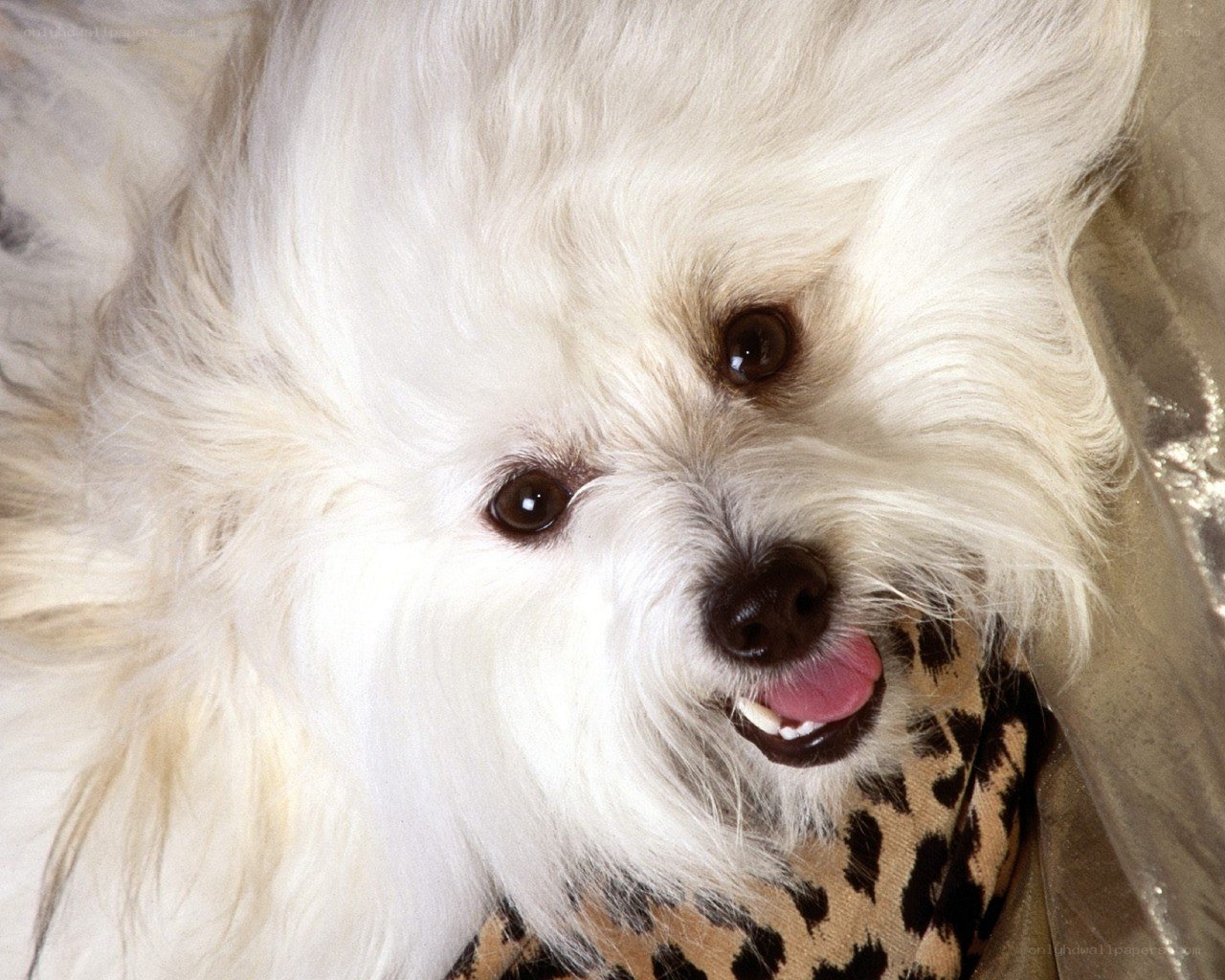 white dog with leopard scarf