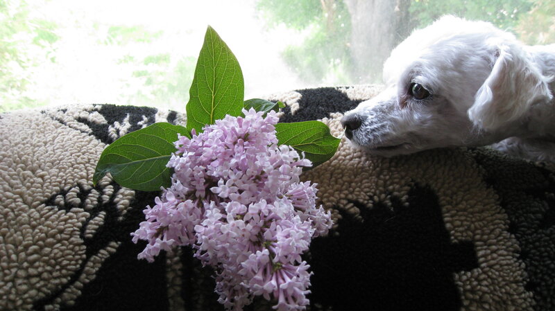 White Dog with Lilac