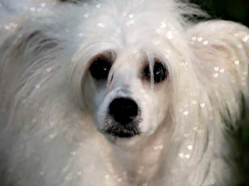 White Dog with Long Fur — Calm
